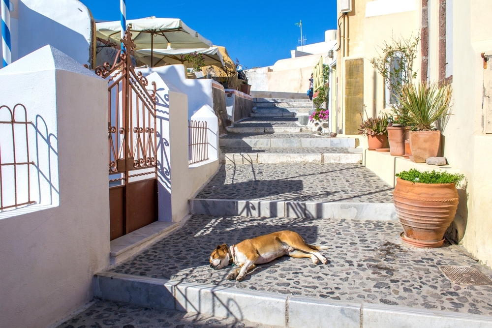 Местные собаки привыкли к жаре, а вот туристу нужен зонтик