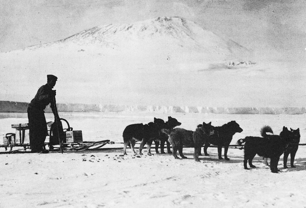 Упряжка собак на фоне айсберга. 1911 год