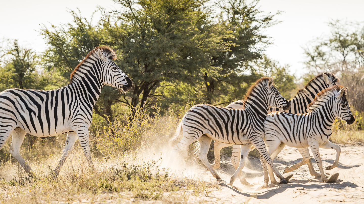 Зебра, окрас
