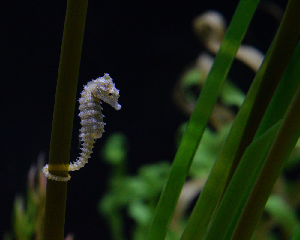 морской конек