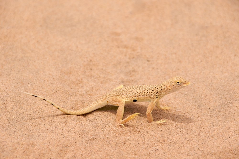 Ящерецы, чтобы не обжечься, очень быстро передвигаются по пескам