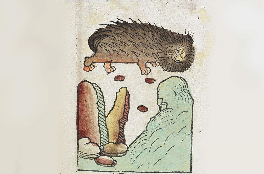 Чудовище «зифиус» (ziphius) имеет ту же совиную морду, что и на карте Олафа Магнуса. Из Hortus sanitatis, трактат De piscibus, глава №104. 1491 год.