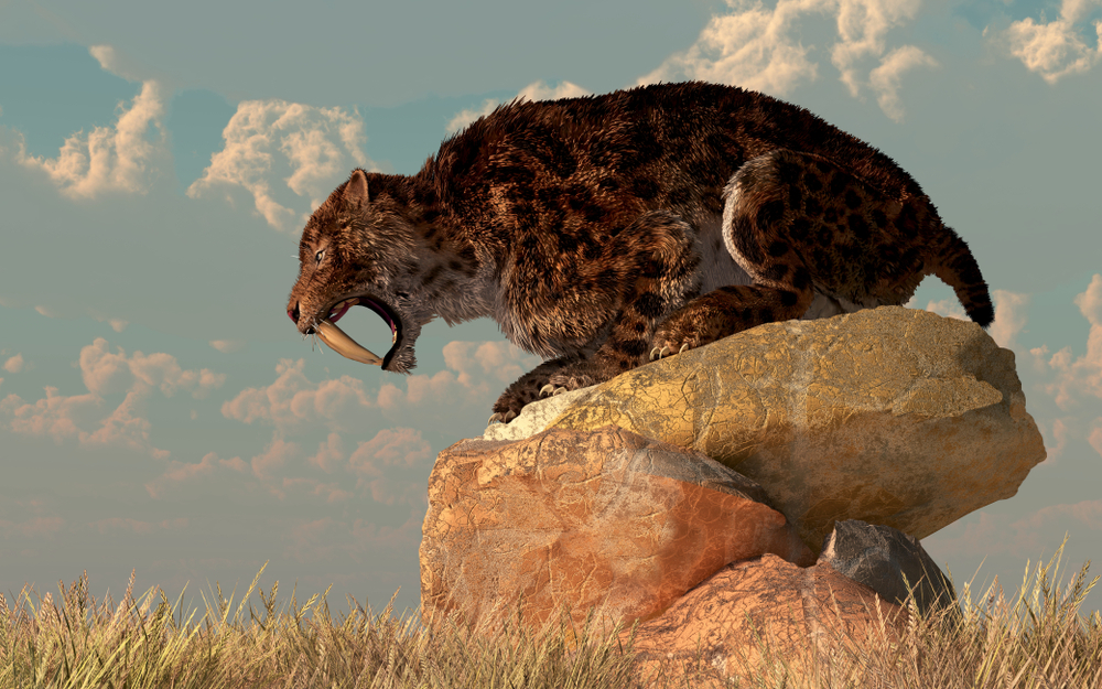 как выгядел саблезубый тигр