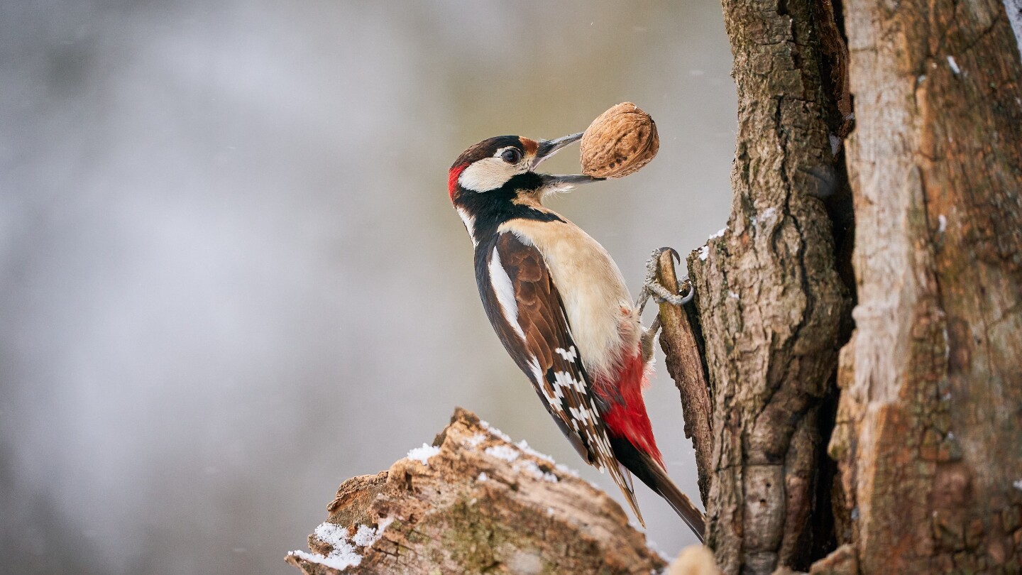 Болит голова у дятла от такой «работы» или нет, до сих пор неизвестно, так как нет прибора, который крепился бы электродами в мозг и предоставлял информацию об этом. Но вряд ли