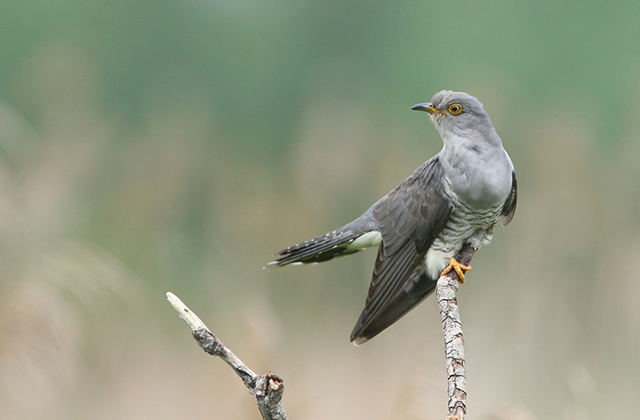 Кукушка обыкновенная