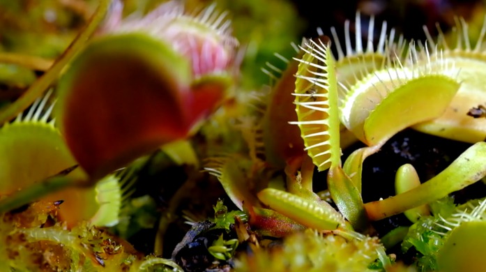 Зловещий ролик о плотоядных растениях
