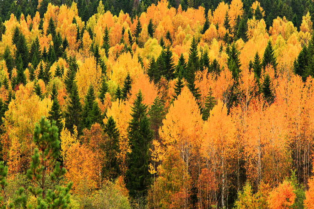 осень в карелии