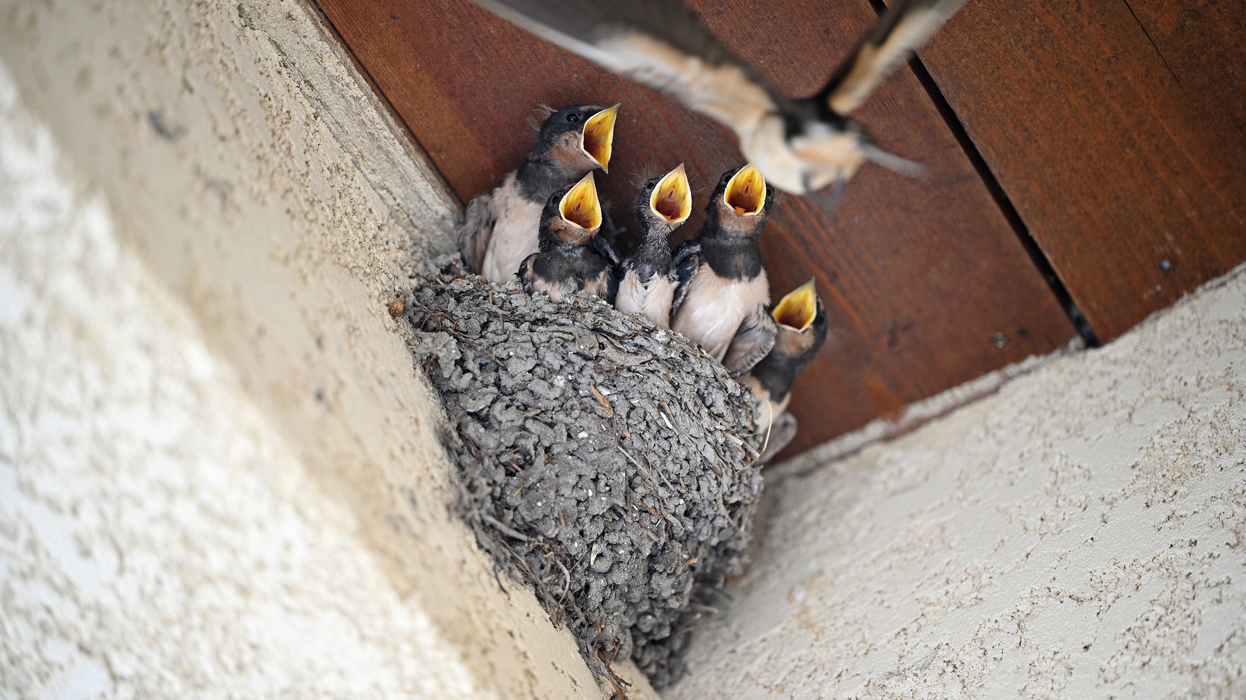 Гнездо с птенцами амбарной ласточки