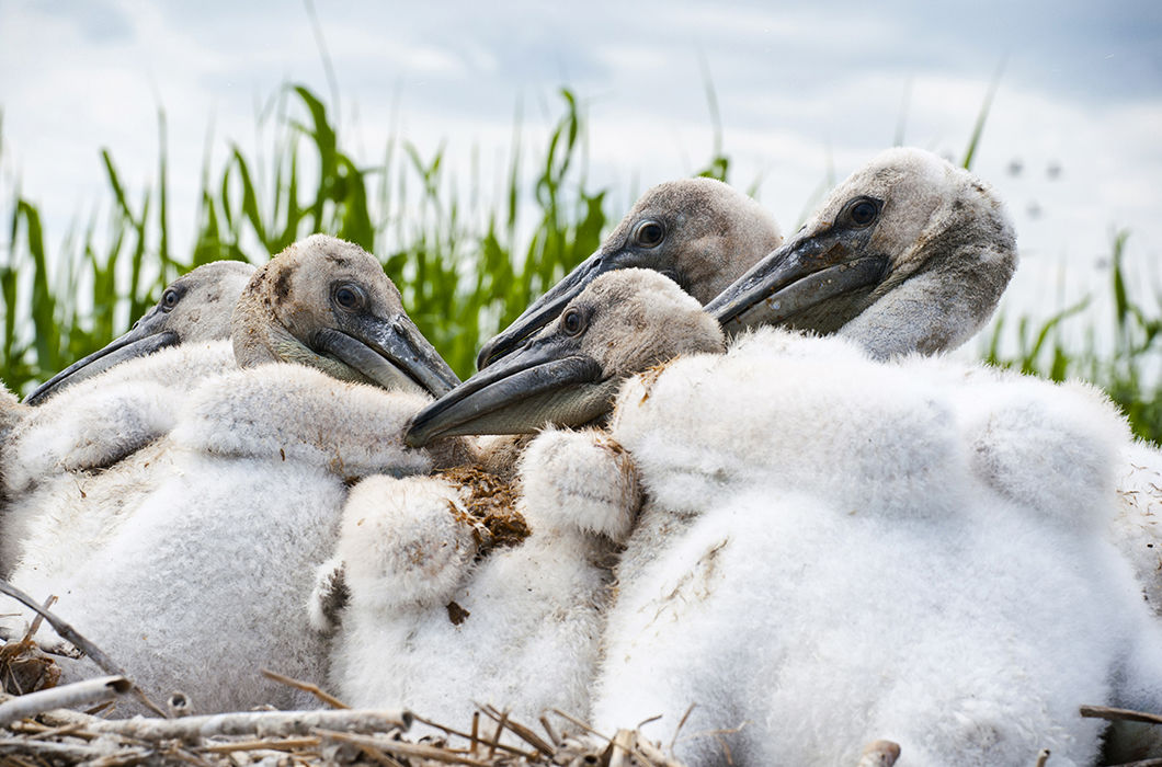 Видели пеликанов в Сибири? Озеро Тенис, Омская область. © Александра Горбунова