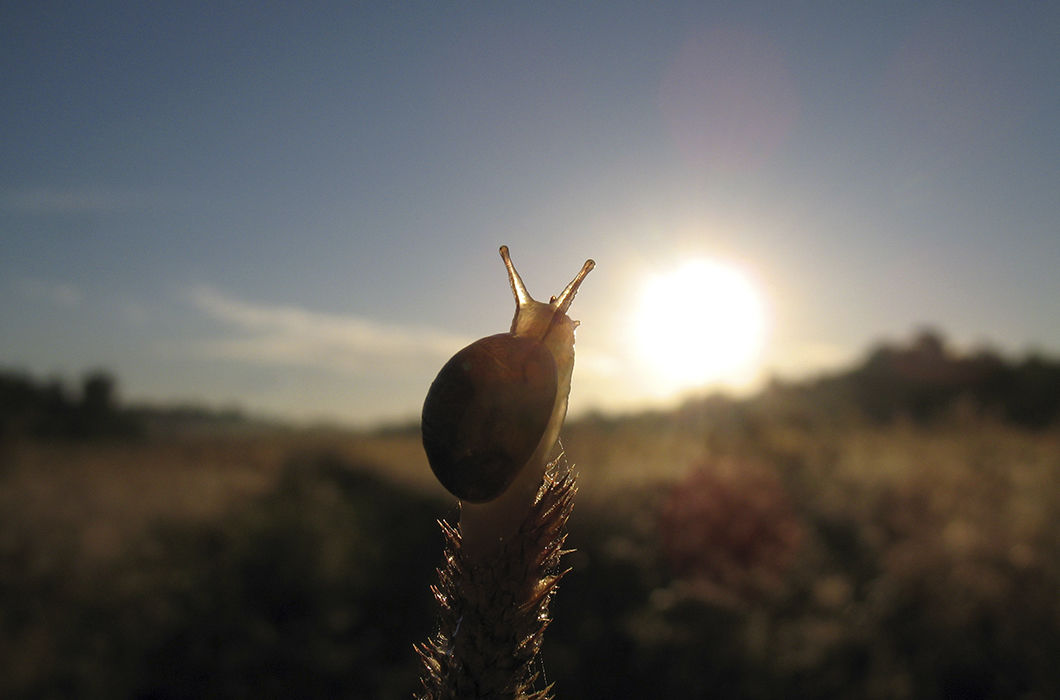 Улитка встречает рассвет. Деревня Твердять, Ленинградская область. © Татьяна Маслевцова