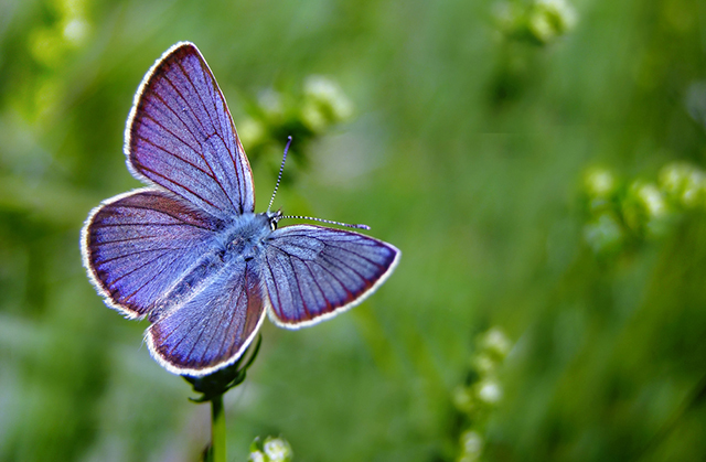 рисунок на крыльях бабочек