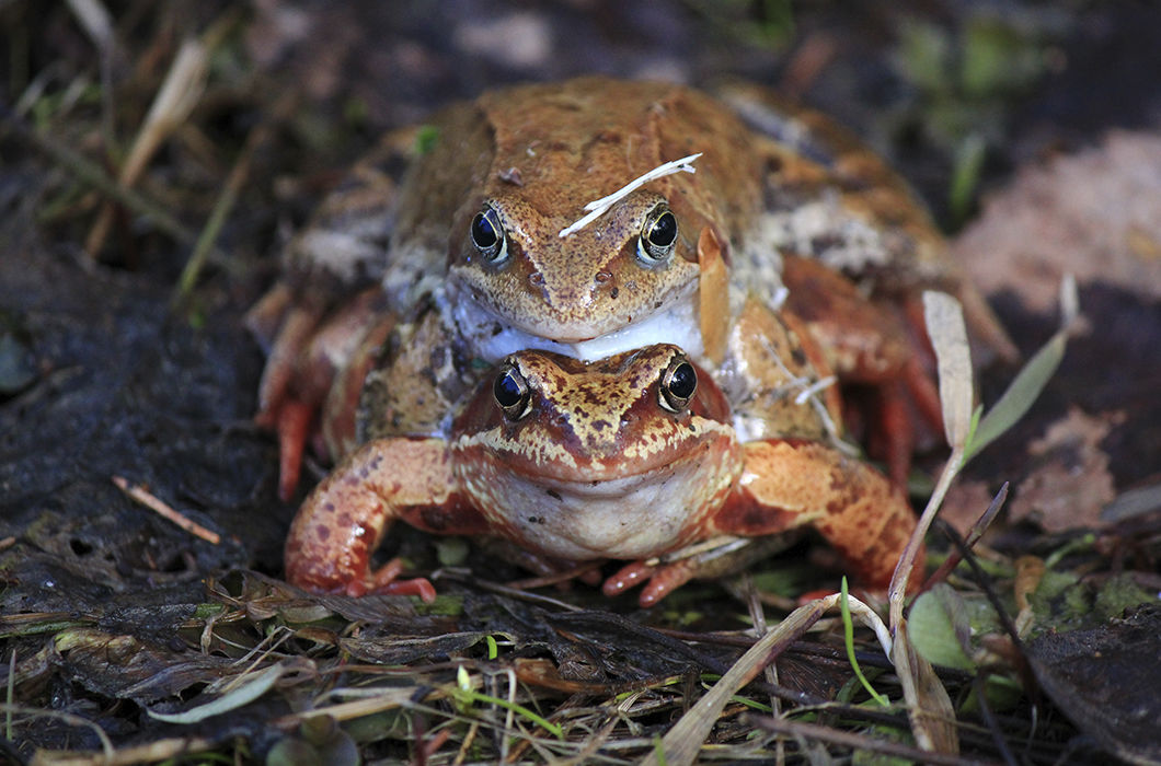 Семейный портрет. Город Павловск. © Татьяна Маслевцова