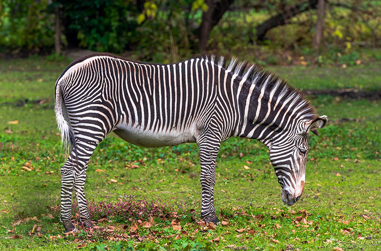 Зебра Греви или пустынная зебра (лат. Equus grevyi)— отличительной особенностью вида является преобладание белого или бело-желтого цвета и широкая темная полоса, проходящая посередине спины