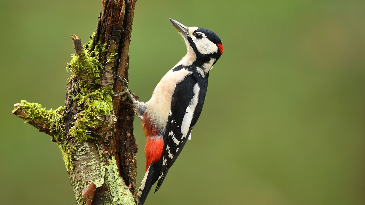 Ежедневной нормы по количеству ударов нет, так как многое зависит от причины, по которой дятел долбит дерево