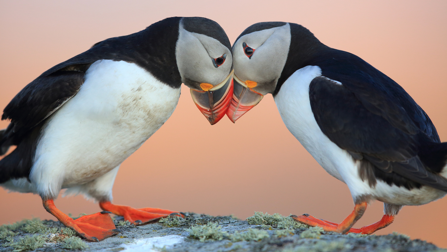 Тупики моногамны, выбирают партнера один раз и на всю жизнь