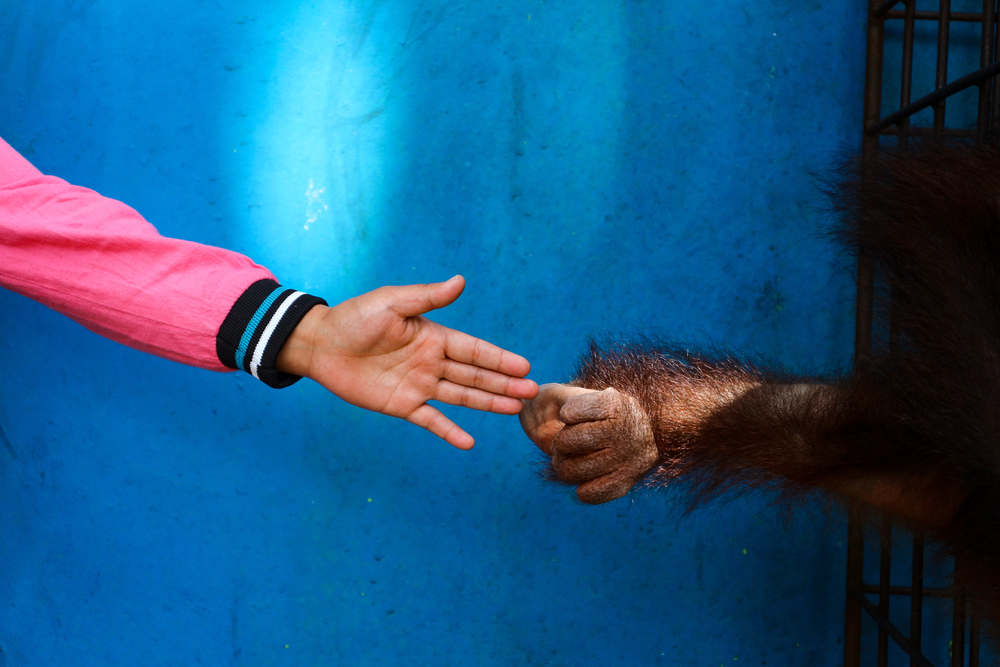 руки, человек, обезьяна