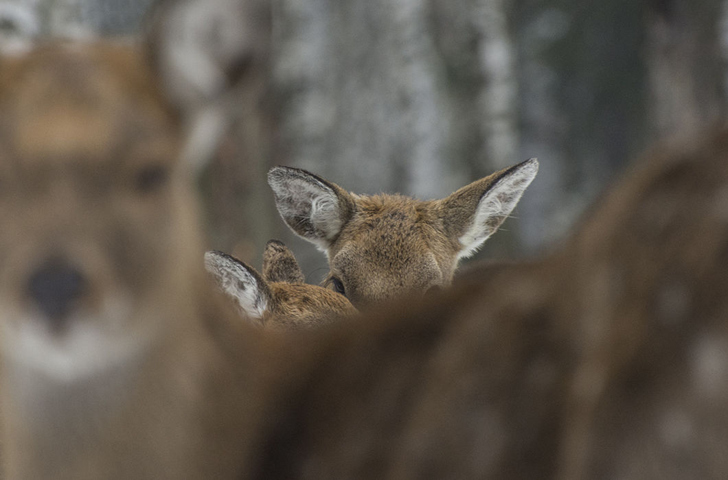 Защита малышей. Национальный парк Лосиный Остров, Московская область. © Андрей Брагин