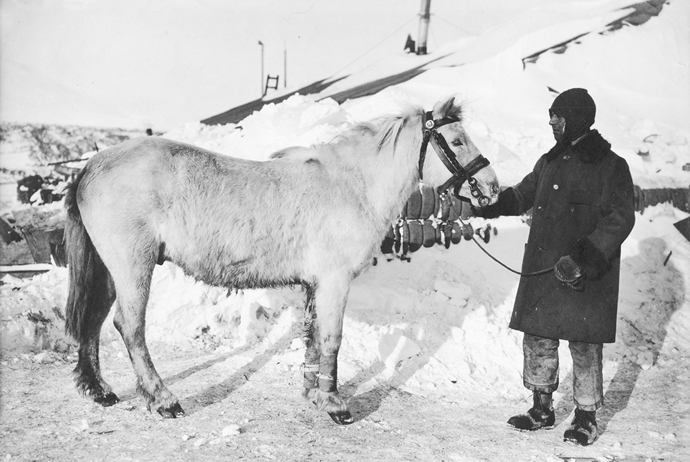 Роберт Фалкон Скотт с лошадью. 1911 год. Лошадей планировалось запрягать в сани, но они оказались плохо приспособлены к антарктическому климату и местности