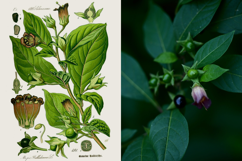 Белладонна, или красавка