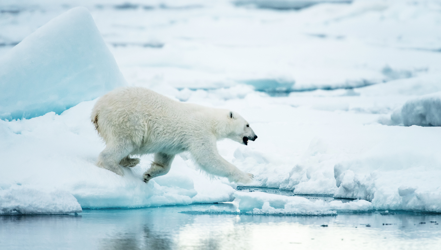 белый медведь