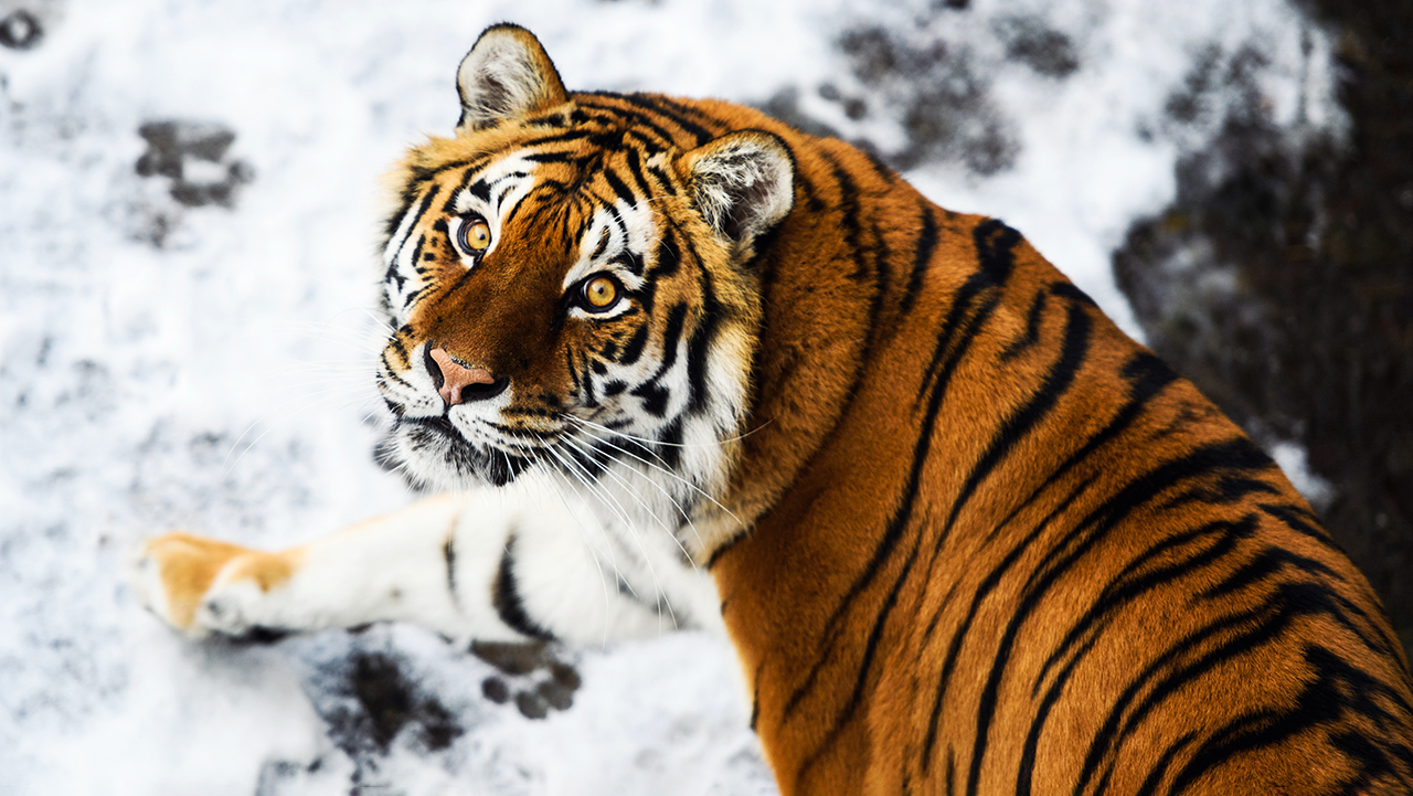 Амурский тигр