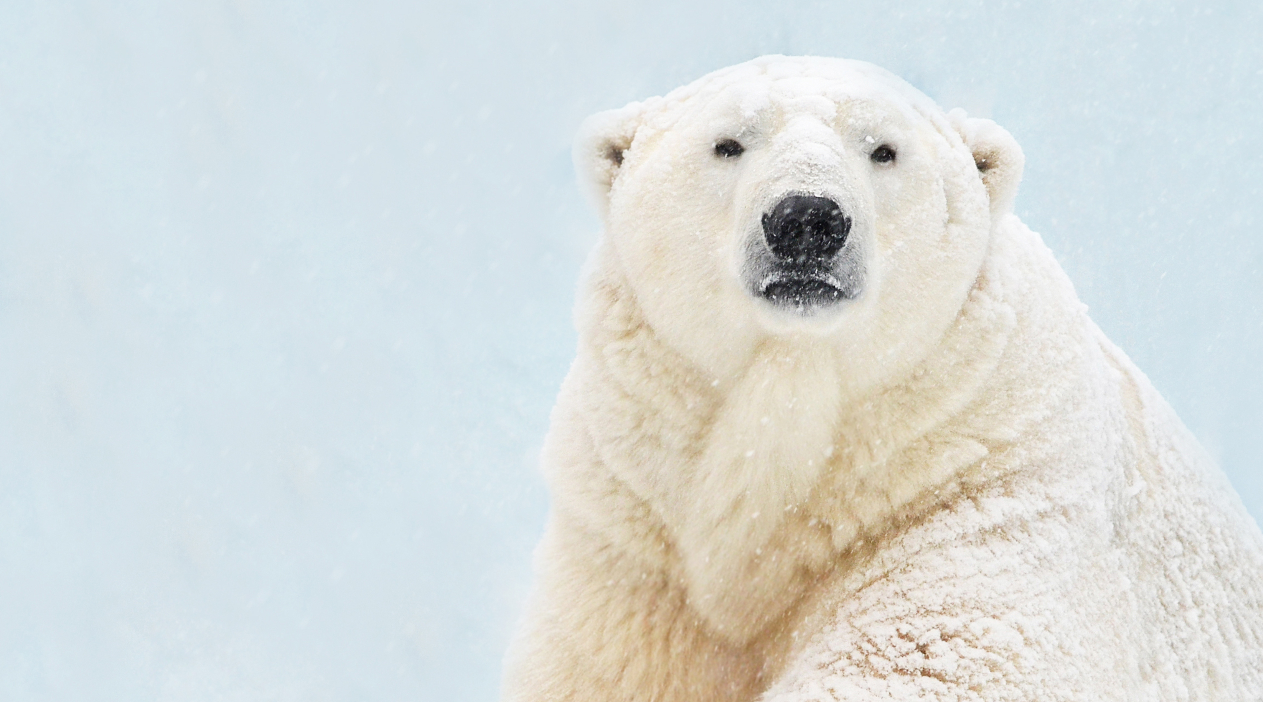 Белый медведь