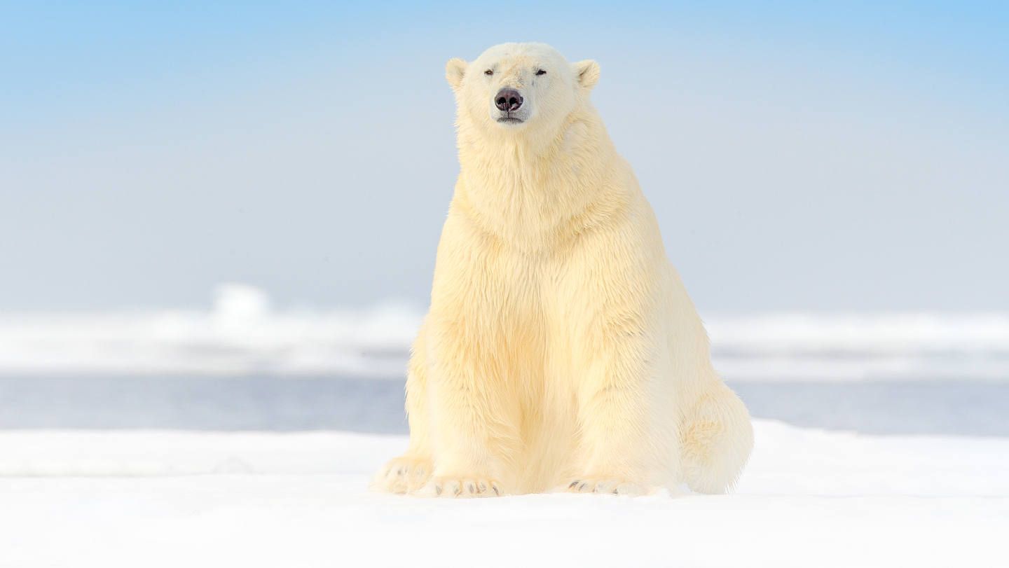 Белый медведь