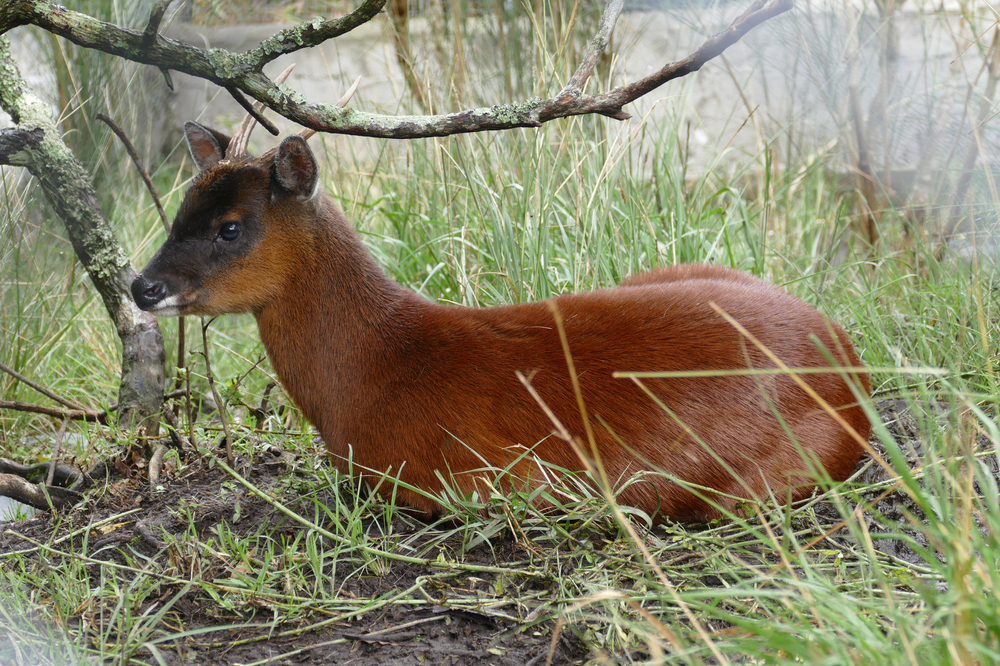 Северный пуду (Pudu mephistophiles)