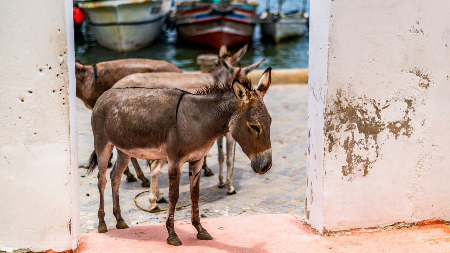 Передвигаться здесь можно пешком, на электросамокатах, ослах или лодках