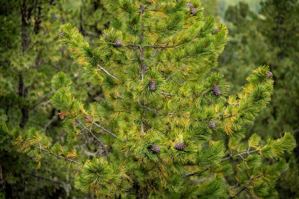 Пример ботанического заказника — «Андреевский сосновый бор»