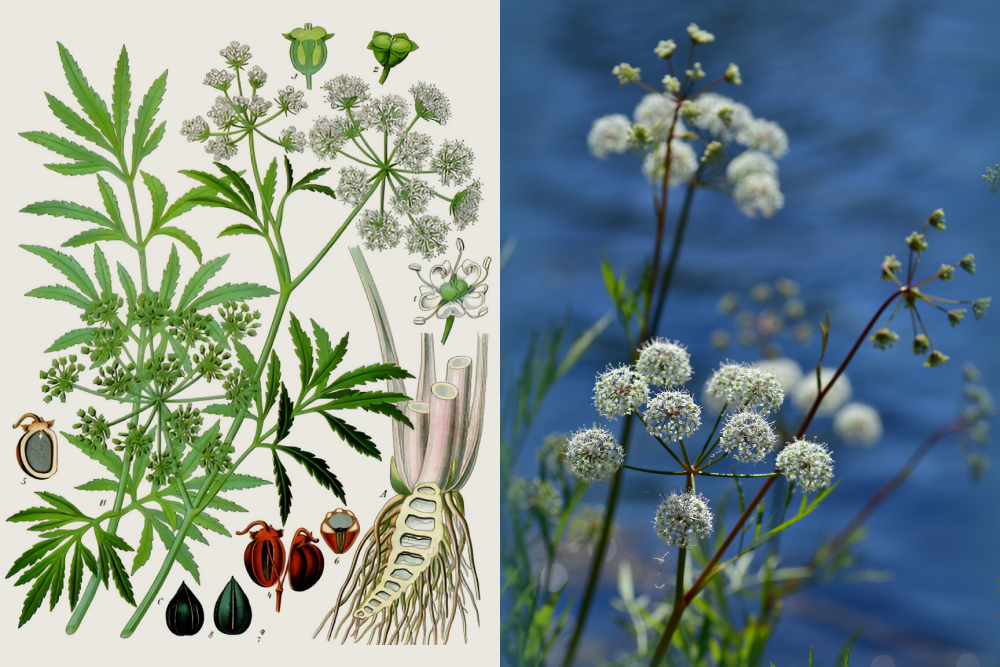 Вех ядовитый