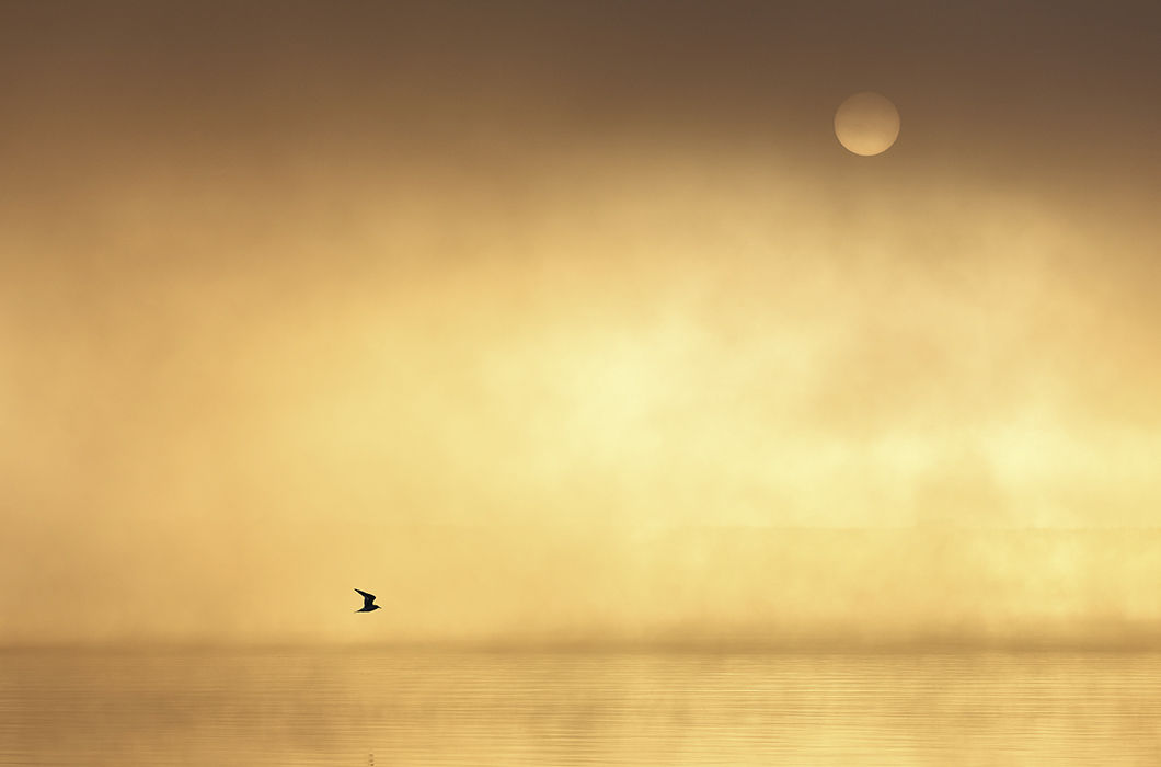 Шелест крыльев. Озеро Павленское, Московская область. © Дмитрий Купрацевич («11»)