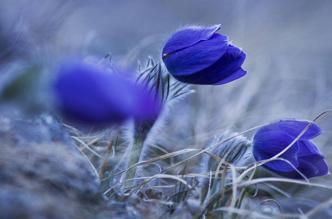 Навстречу восходу. Хребет Чихачева, Республика Алтай © Владимир Эрнст