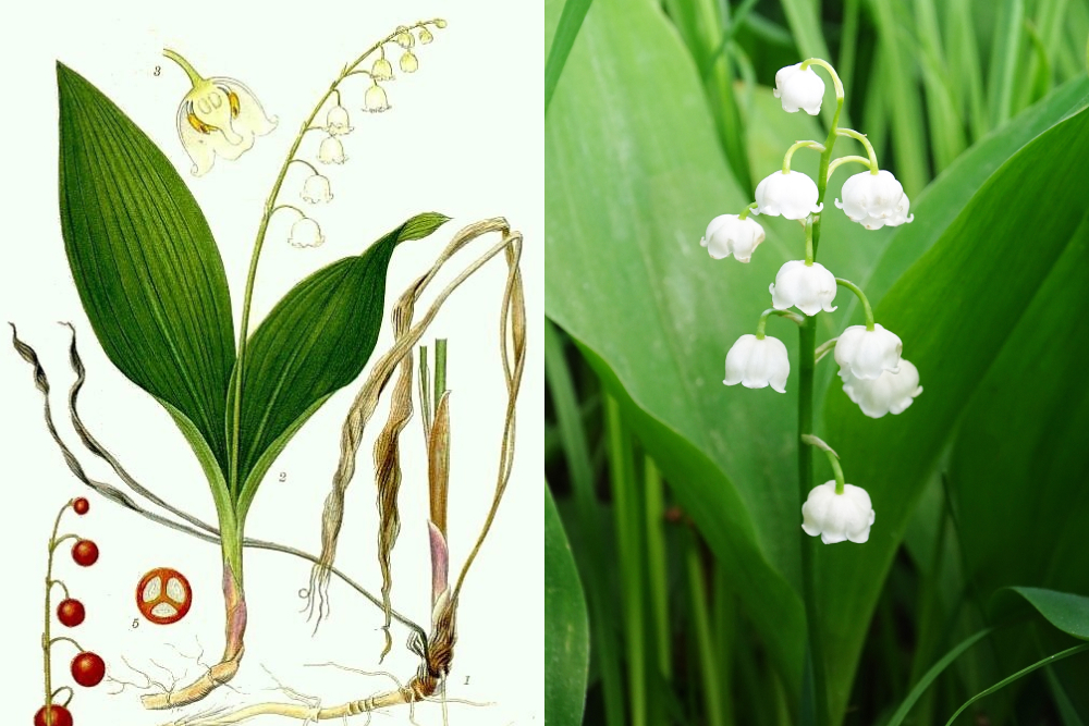 Ландыш майский