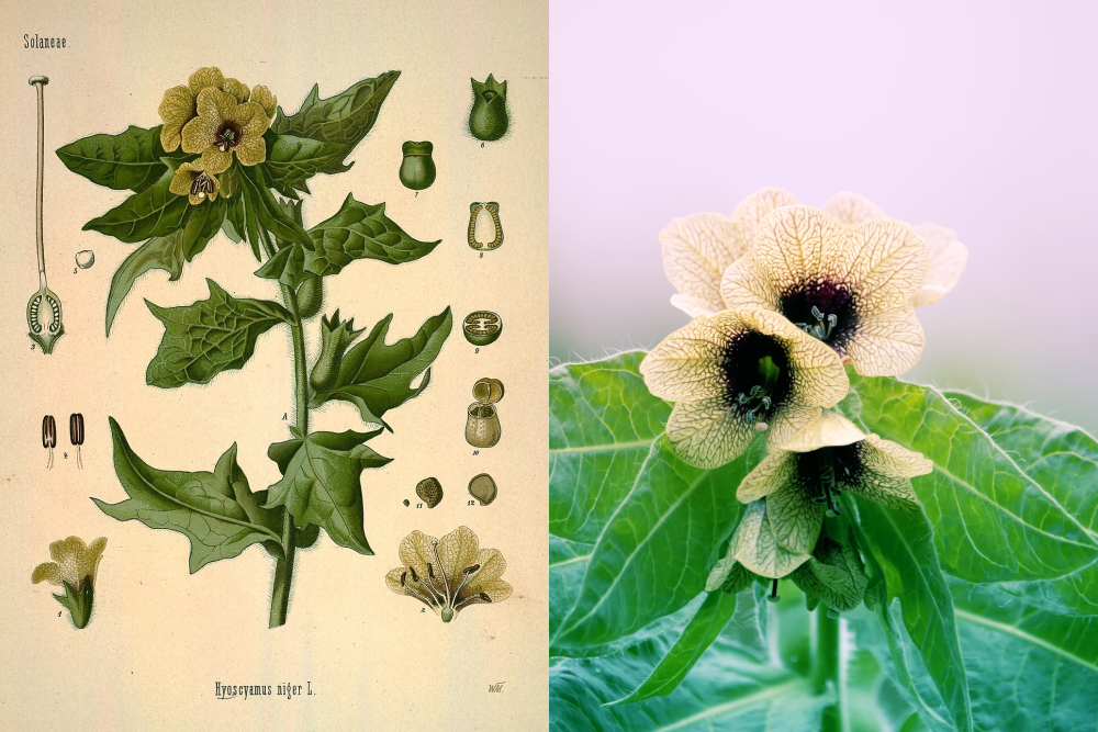 Белена черная