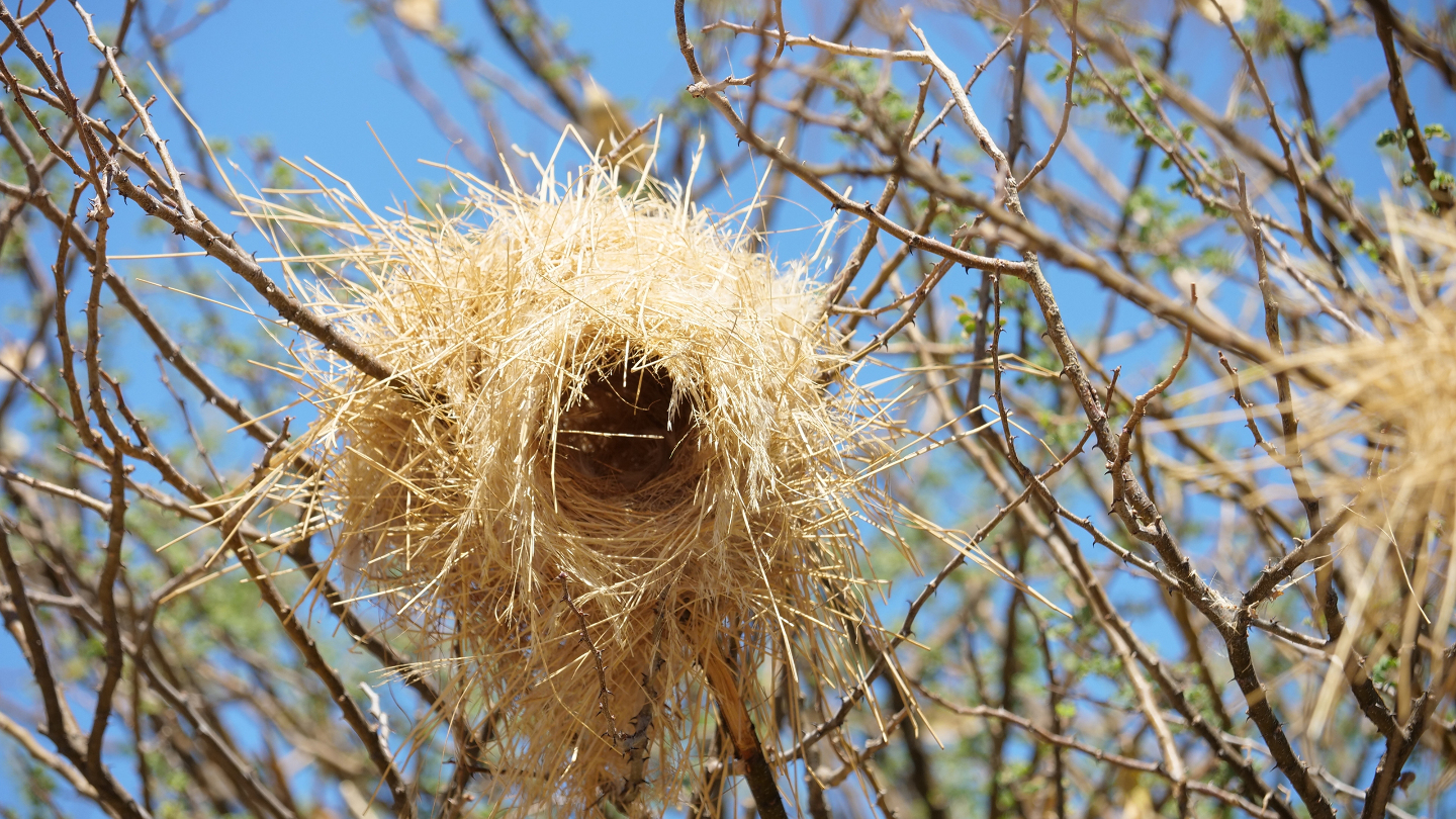 Птичье гнездо, висящее на терновом дереве