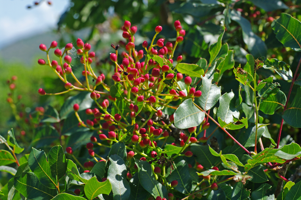 Фисташка туполистная (скипидарное дерево)