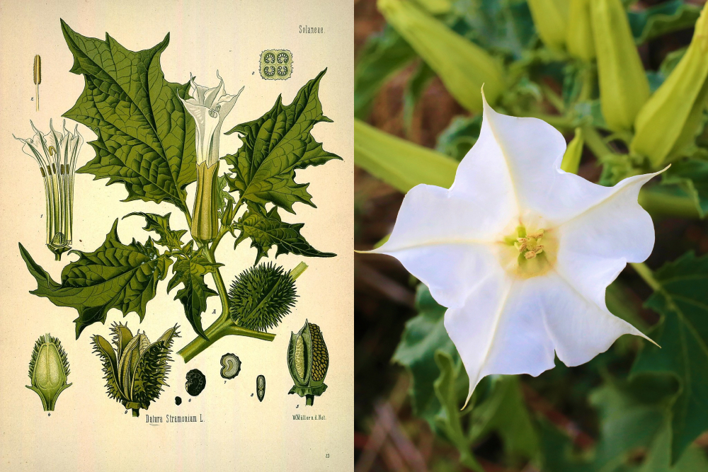 Дурман обыкновенный (вонючий)