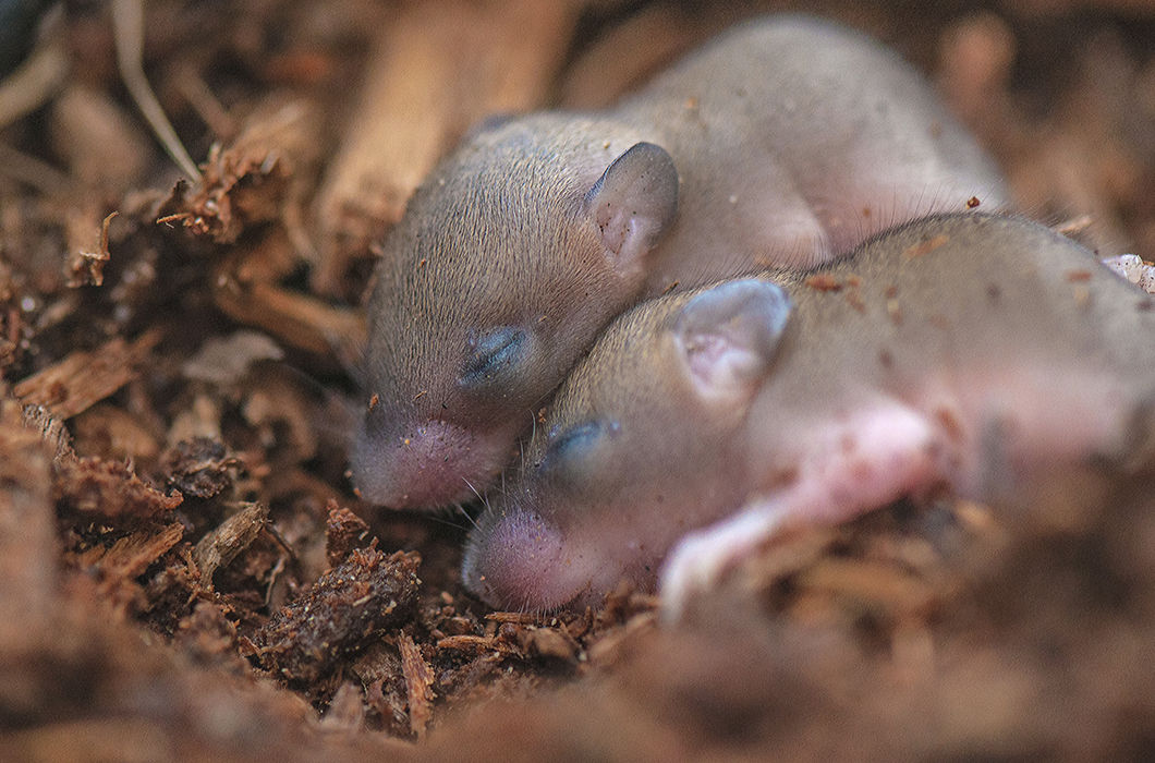 Братья-мышата. Самурский лес, Республика Дагестан. © Андрей Брагин