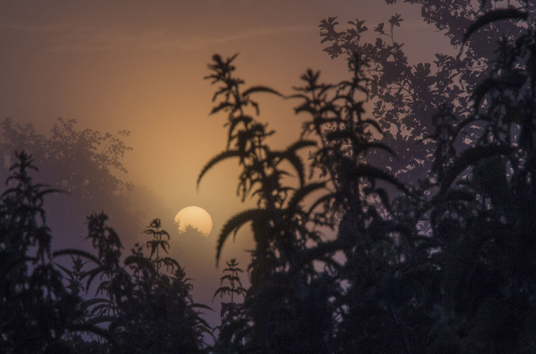 Каждое утро — подарок. Деревня Колокша, Владимирская область. © Светлана Тарасова