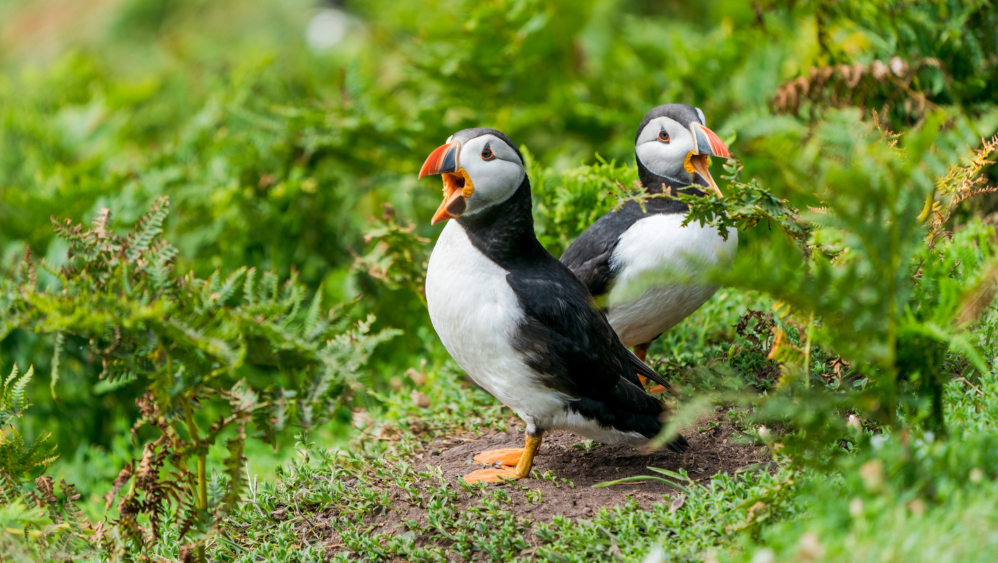 Маленькие пингвины, клоуны, тропические попугаи — с кем только не сравнивали тупиков, или паффинов. Последнее, английское их название можно перевести как «толстячки»