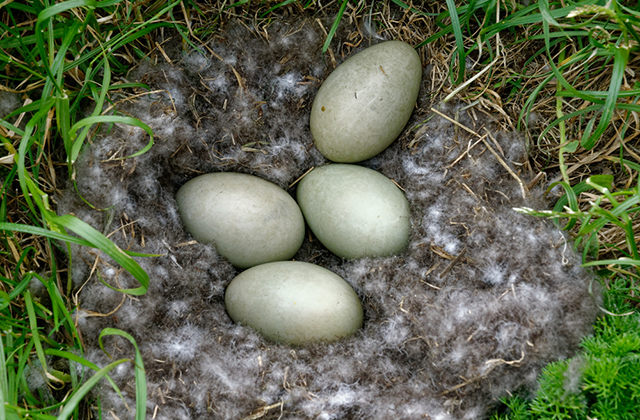 Гнездо диких уток