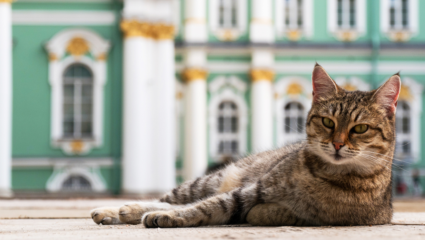 как живут коты в эрмитаже