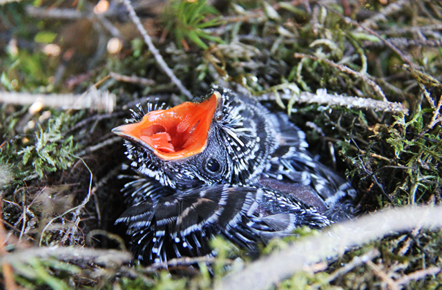 Птенец кукушки в гнезде