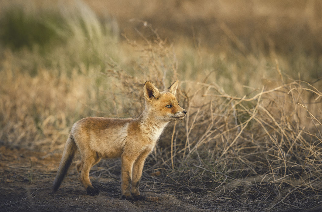Смелый лисенок. Республика Калмыкия. © Дмитрий Купрацевич