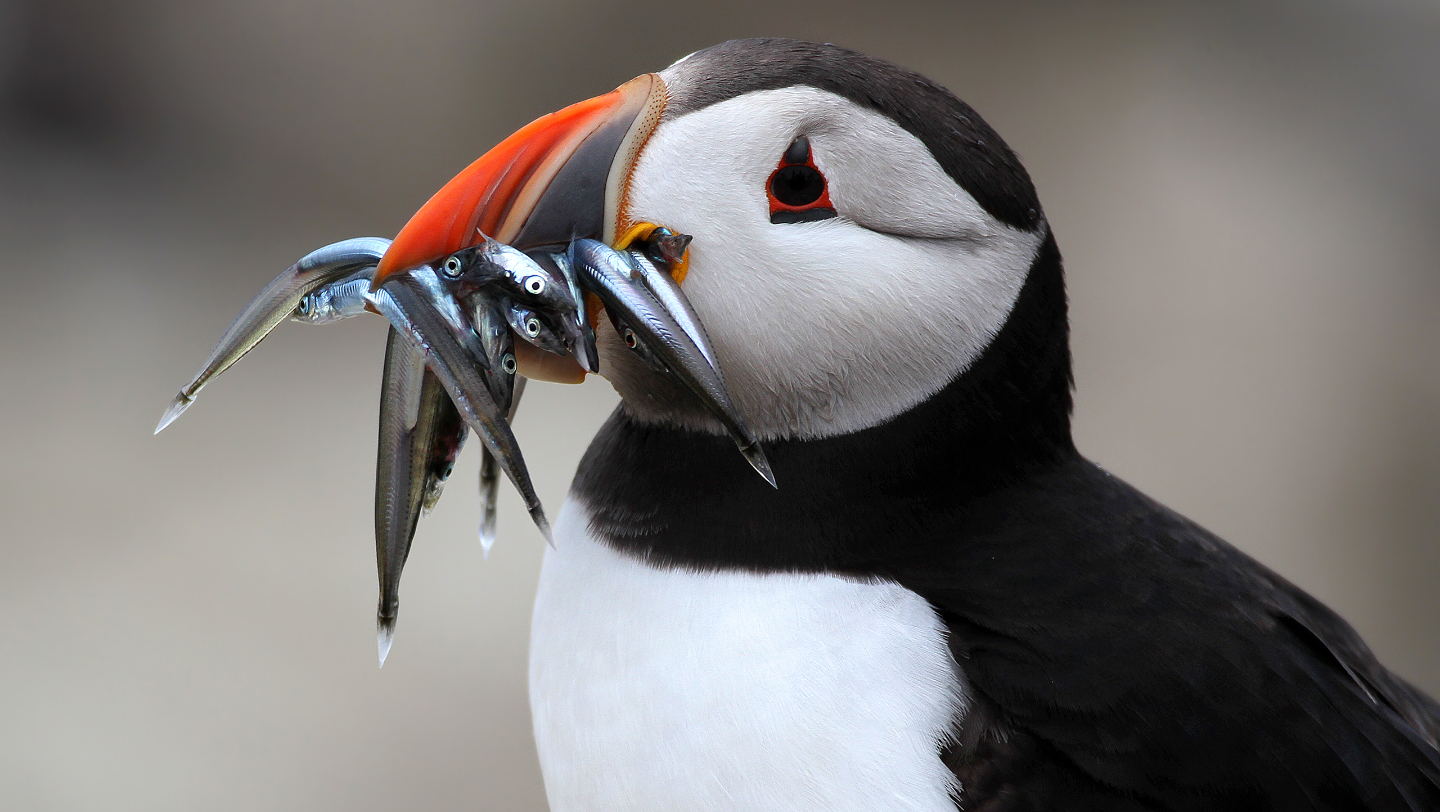 чем питается тупик