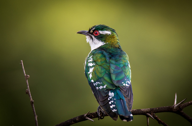 Бронзовая кукушка