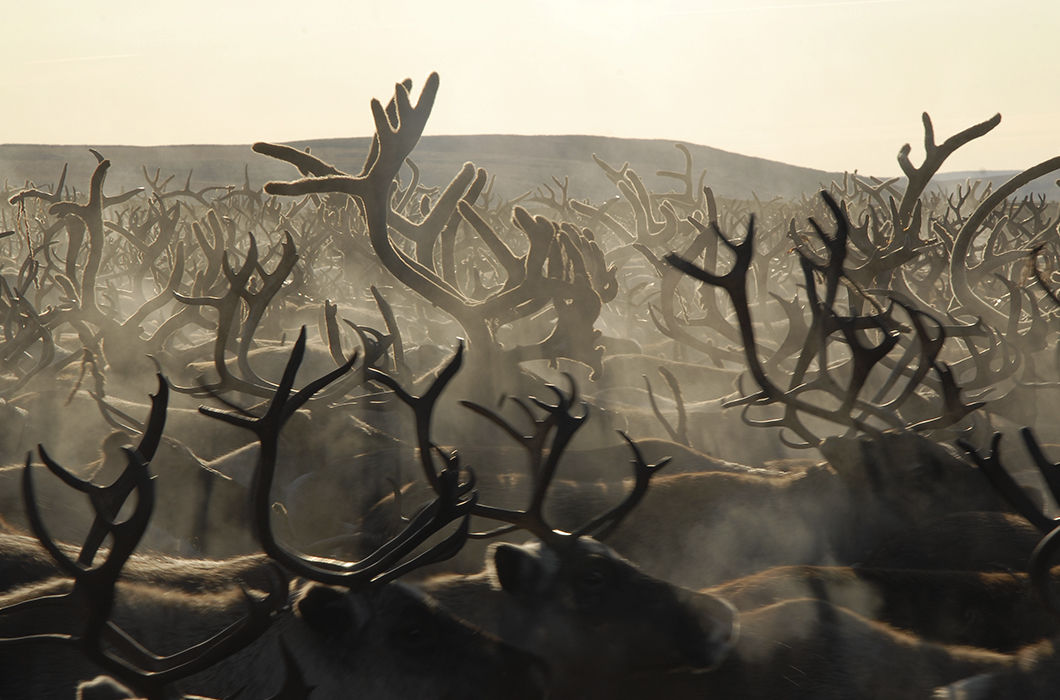 Лес. Мечигменский залив, Чукотский автономный округ © Андрей Шапран