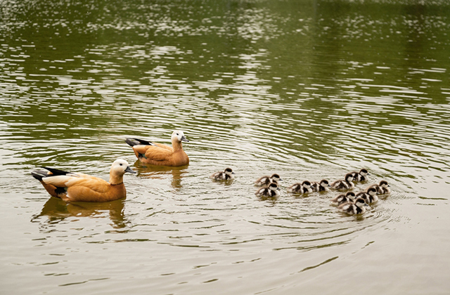 Пеганки (огари) с утятами