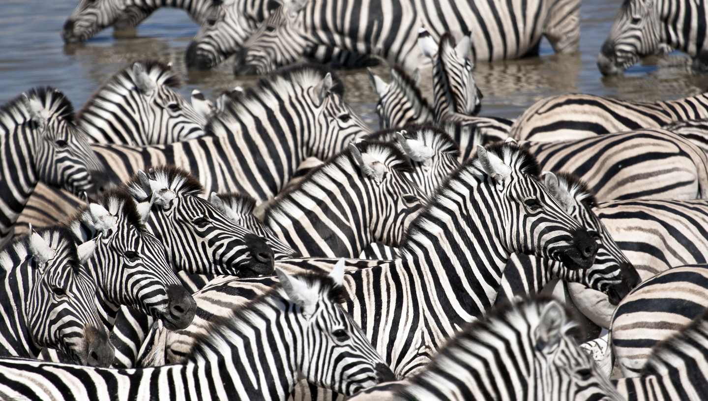 зебра, окрас